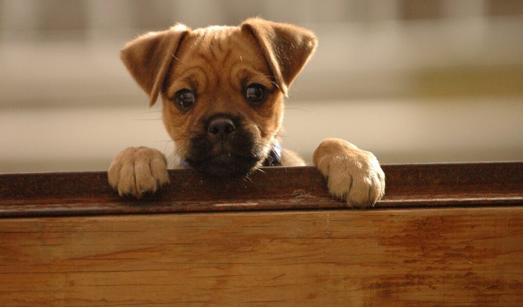 The Benefits of our Furbabies Hurley as a puppy