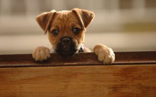 The Benefits of our Furbabies Hurley as a puppy