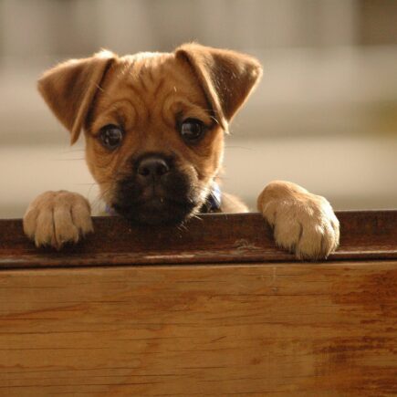 The Benefits of our Furbabies Hurley as a puppy
