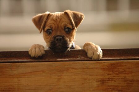 The Benefits of our Furbabies Hurley as a puppy