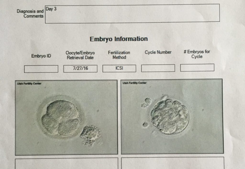embryos from our second IVF cycle